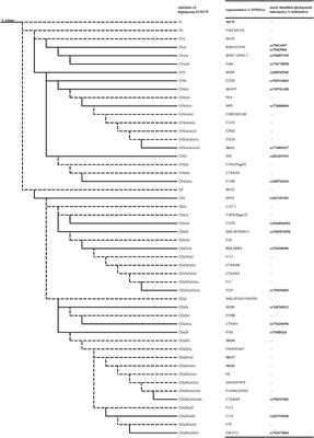 Validation of phylogenetic informative Y-InDels in Y-chromosomal haplogroup O-M175